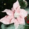 Poinsettia De Noël Sur Clip Rose Poudré