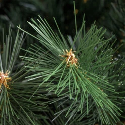 Sapin Artificiel De Noël Oregon H185 Cm Vert -Village de Noel r sapin oregon vert zoom02 1